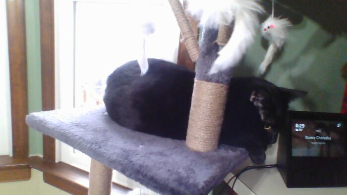 He Really Likes Alexa