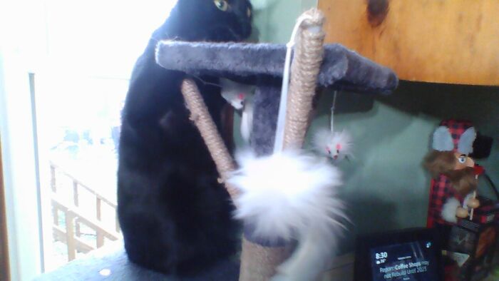 The Poe Beanbag In Action