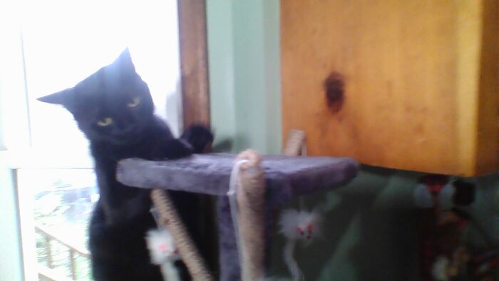 Poe Is A Little Beanbag