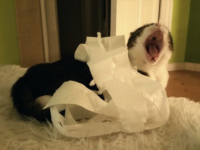 That's A Liiiiie! I Don't Steal Toilet Paper!