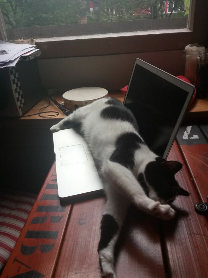 My Purrfect Laptop Warmer...