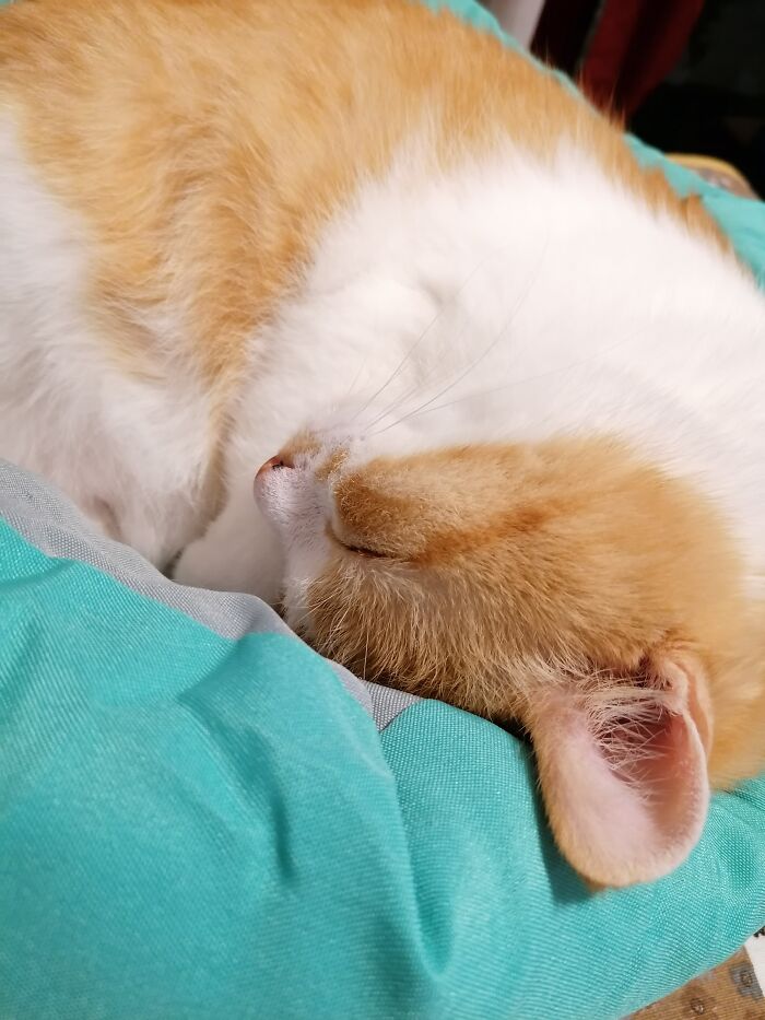 Frko Asleep In Simon's Cat Bed