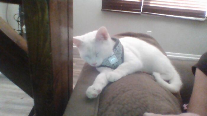 My Handsome Baby Boy Prince Duke (I Call Hime Duky Boky Bear)