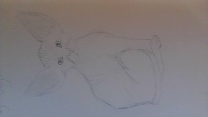 Sphynx Cat. I Thought It Was Cute. (Sorry It's Sideways)