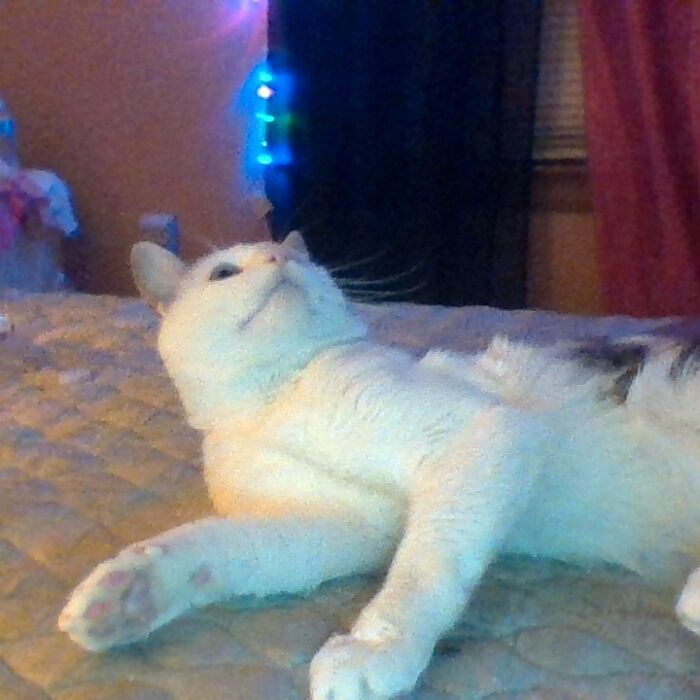 Apparently He's Staring At My Ceiling Fan... Not Sure Why But He's Just Weird Also This Is Whispers... I'm Spending The Night At My Mom's House Again