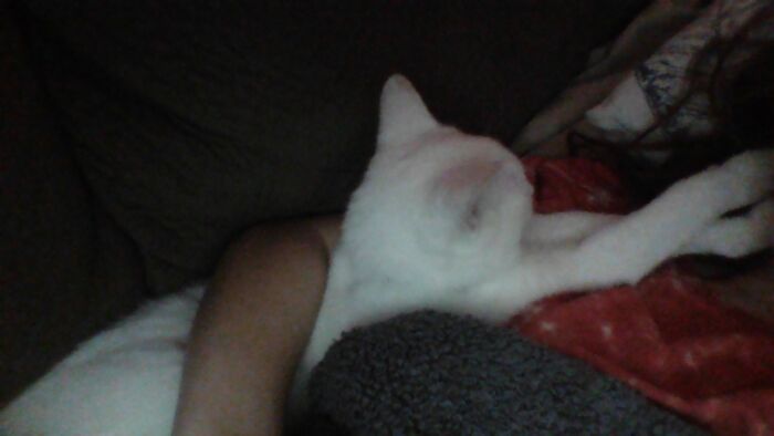 I Sleps On Yous Yous Comfy I Purr To Show Appreciation!