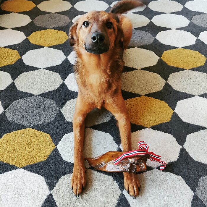 Celebrating The 1st Birthday, Finally In Her Own Furever Home!