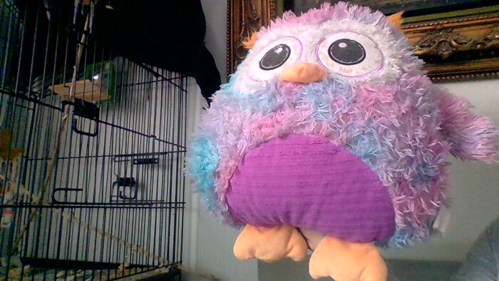 Mr. Willy The Great Horned Owl. When I Found Him He Had Very Little Stuffing And Had A Torn Eye And More