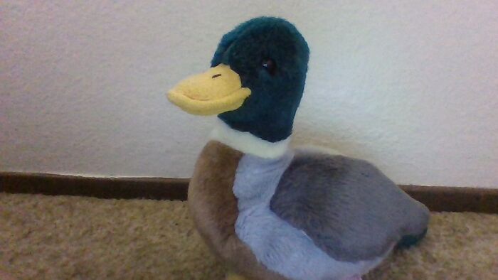 This Is Jake, I've Had Him Since I Was 6, And Yes I Sleep With Him.