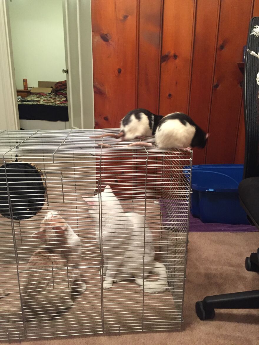 All Four Of My Boys While I Am Cleaning Felix's And Rufus's Cage, That Cats Are Very Curious About What They Do In The Cage!