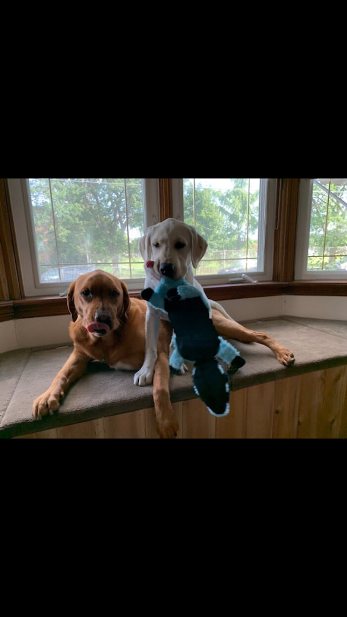 Rocky And Ru Are Always So Happy Together!