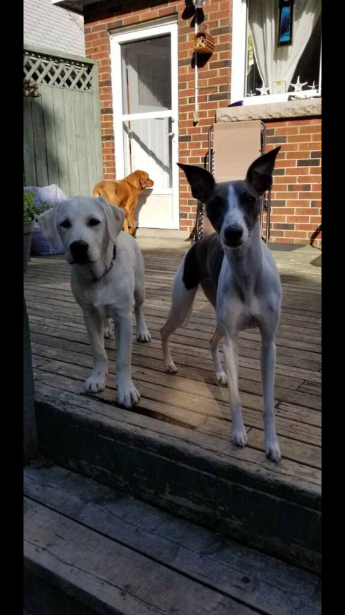 The Red Lab Is Ru, The White Lab Is Rocky And The Whippet Is Violet