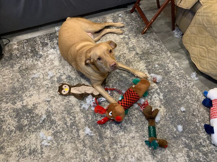 Elloree Got 5 New Stuffed Toys For Christmas... Notice What Is Left Of The 4....