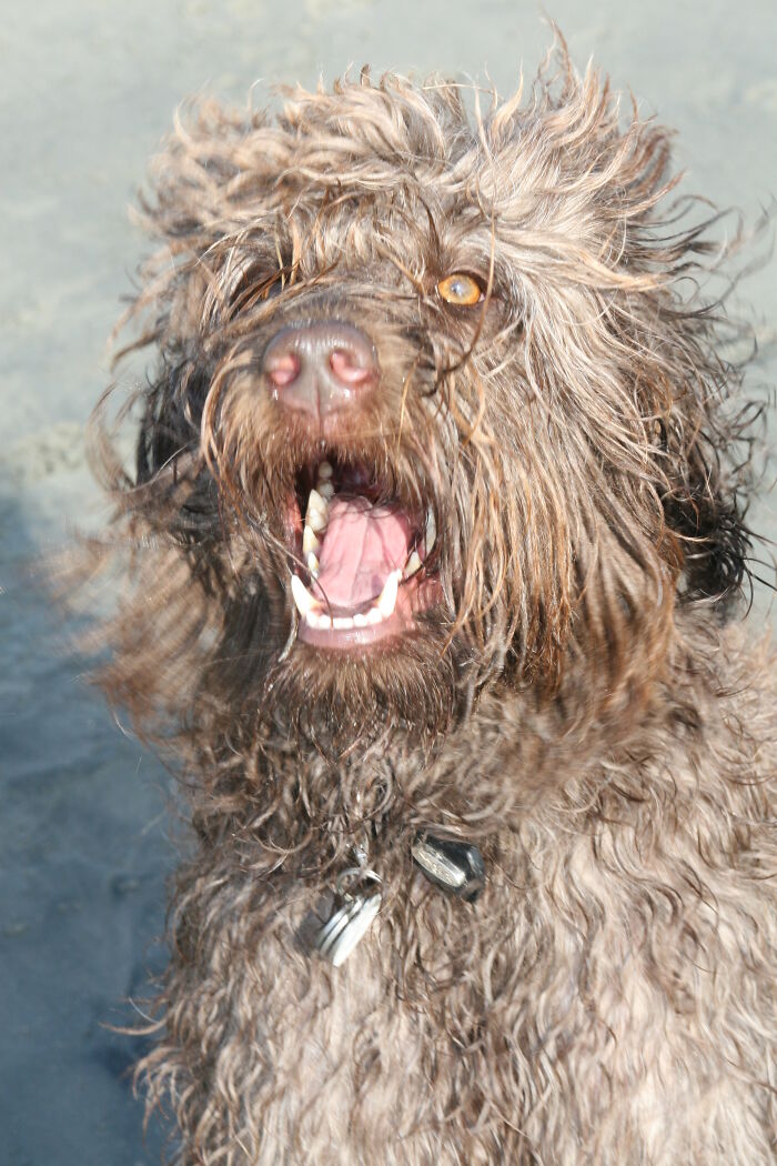 Pure Joy At The Beach