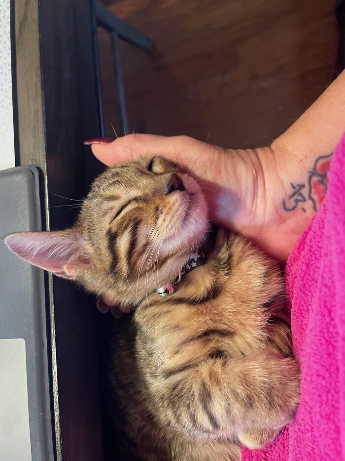 This Work Stuff Is Hard! I Take Nap Now.