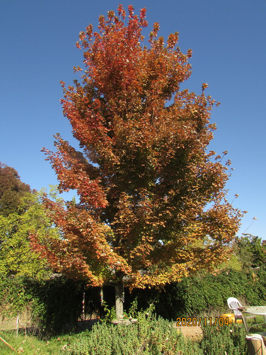 A Tree Changing... Like The World Around Us