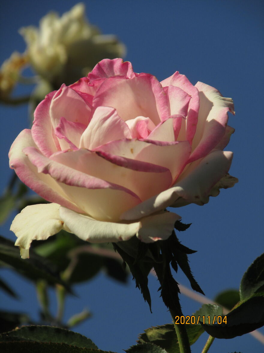 Rose Like In My Name