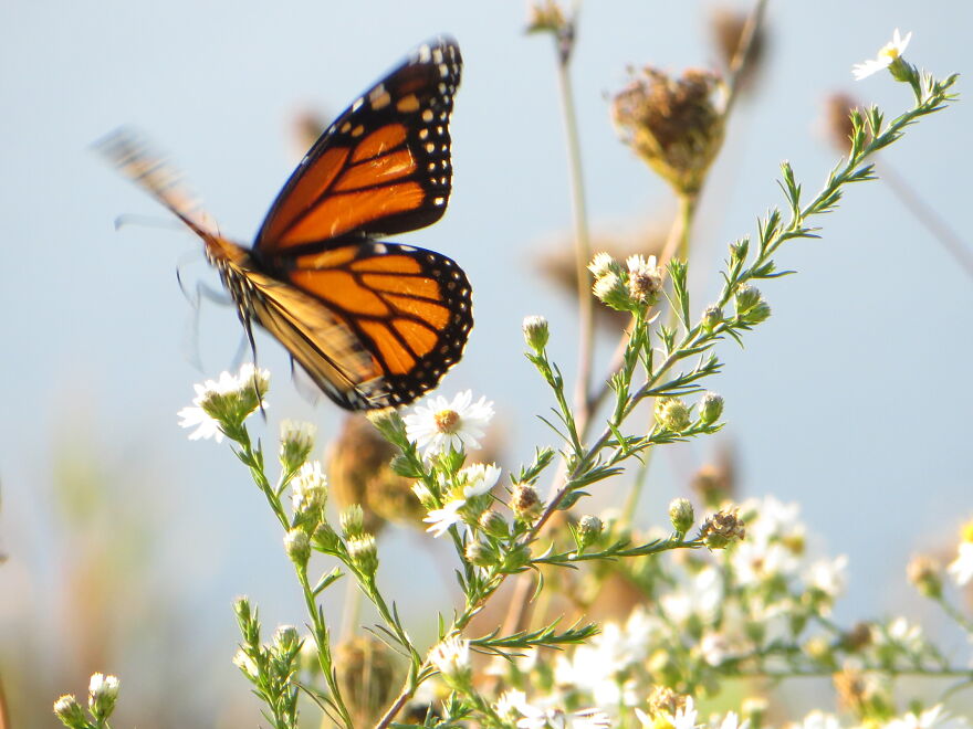 Butterfly Mid-Flight. Finally Got A Shot Of A Butterfly Mid Flight In Late Summer At My Favorite Hiking Spot.