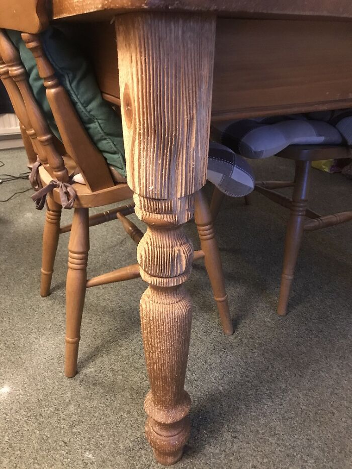 A Good Scratch Post And The Leather Furniture Has Never Felt Safer