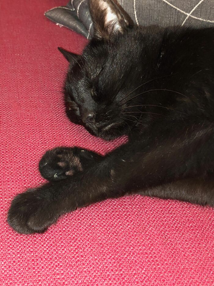 Meet The Black Fluffer