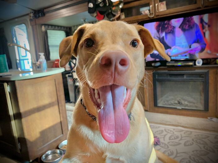 My Goodest Girl Elloree. She Was Adopted At 10 Weeks And Is Now 1.5 Years