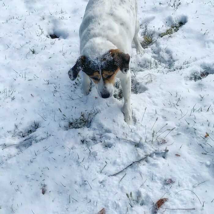 Doing Whatever Fat Snowdogs Do (Meet Zoey Aka Fatniss Everdeen)