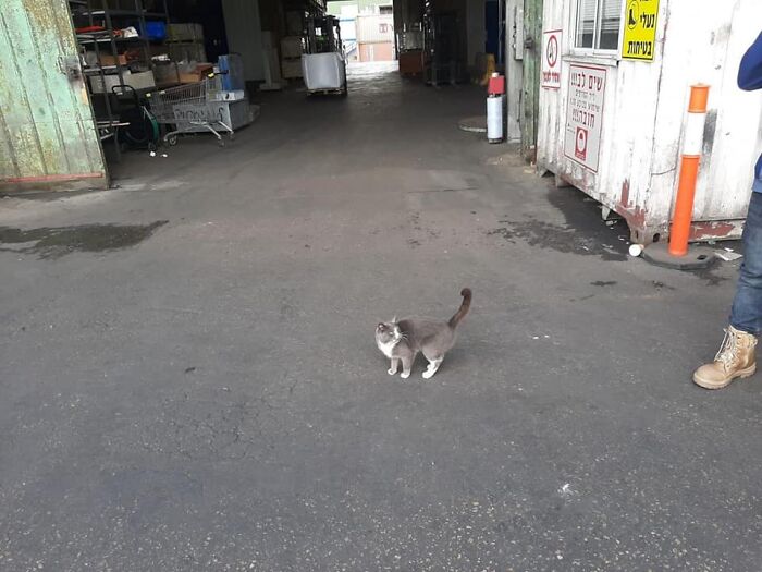 Trapped Inside A Shipping Container For 3 Weeks, Cat Survives By Eating Candy Trapped Inside A Shipping Container For 3 Weeks, Cat Survives By Eating Candy
