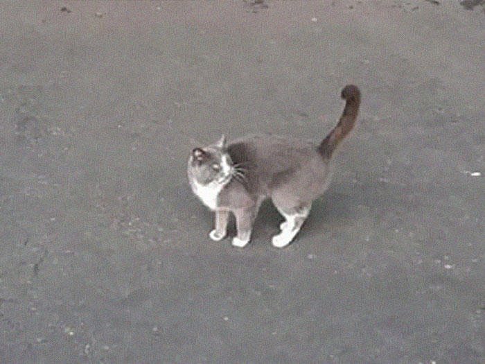 Trapped Inside A Shipping Container For 3 Weeks, Cat Survives By Eating Candy Trapped Inside A Shipping Container For 3 Weeks, Cat Survives By Eating Candy