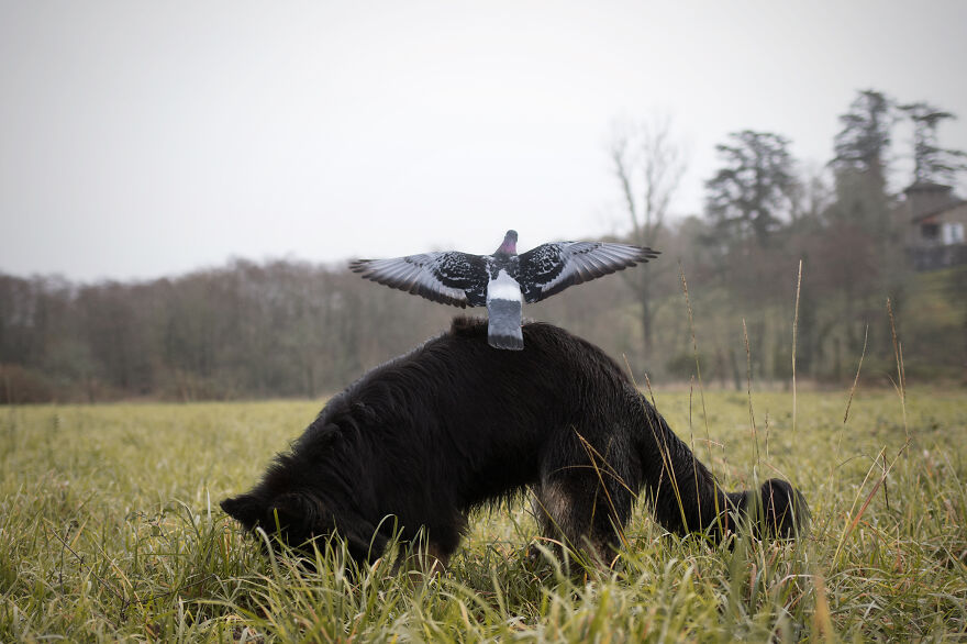 Vendetta Digging, Heldig Landing