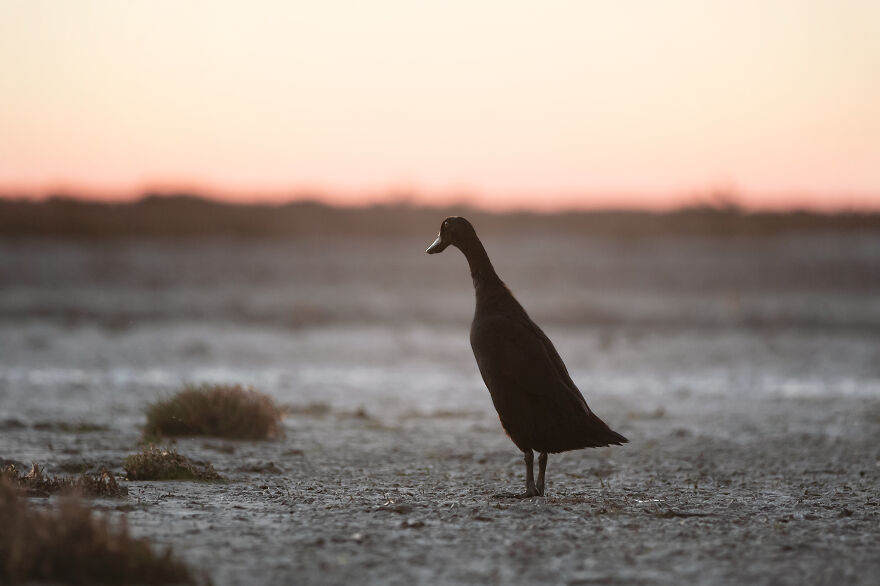 At Dusk In Camargue