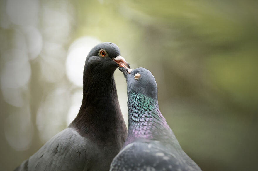 Grisella And Heldig: Relationship Goals