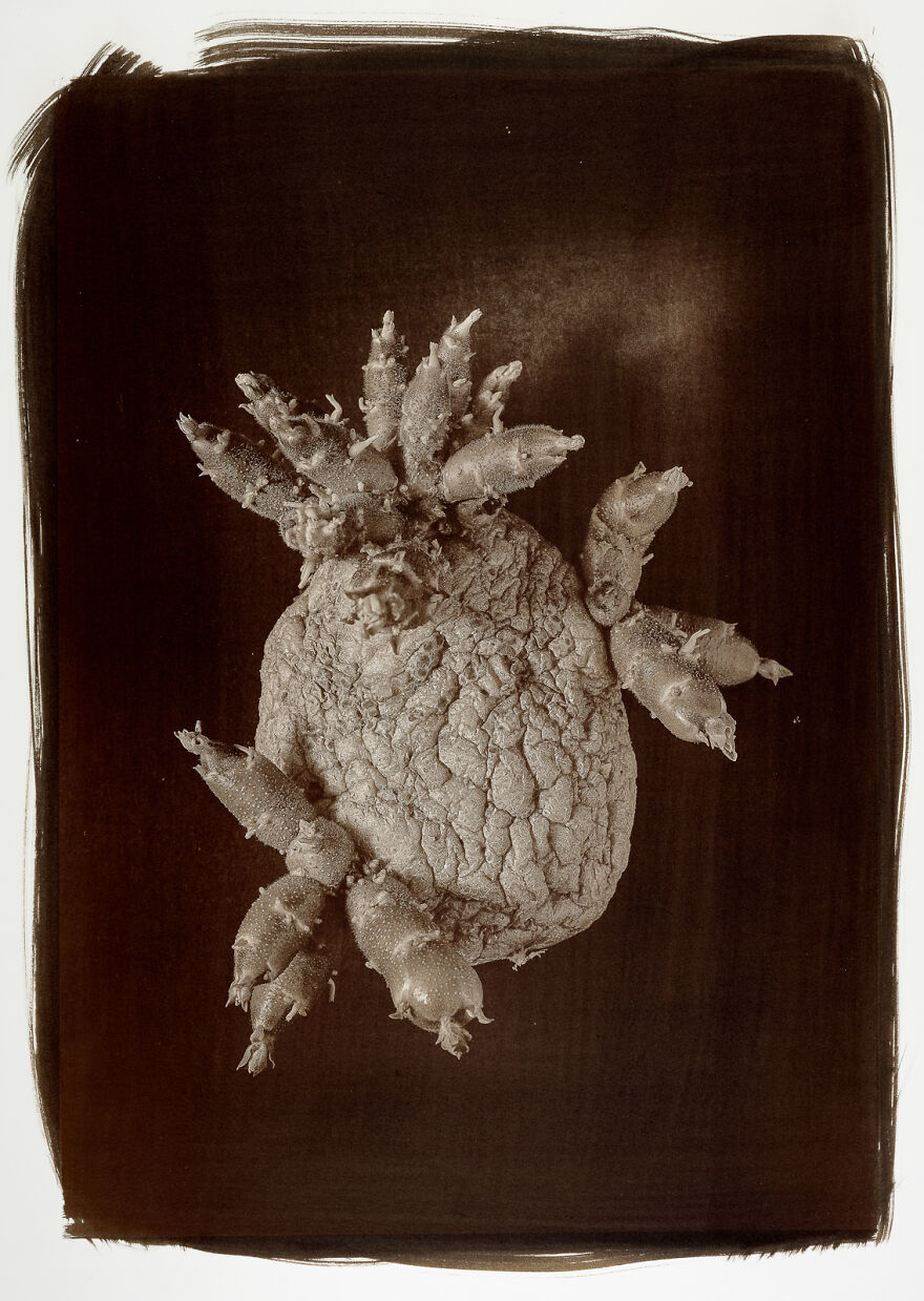 I Photographed The Molded, Rotten, And Dried Food Stocked Up In Our Storage Room During The Lockdown