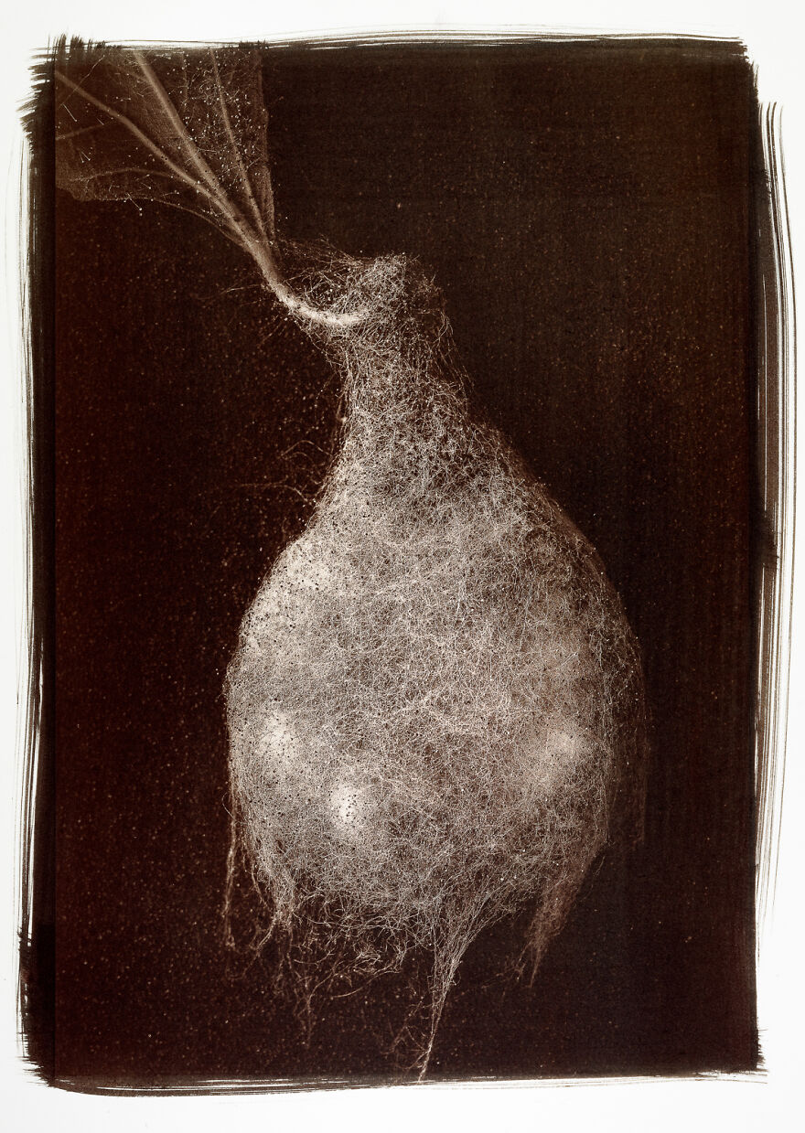 I Photographed The Molded, Rotten, And Dried Food Stocked Up In Our Storage Room During The Lockdown I Photographed The Molded, Rotten, And Dried Food Stocked Up In Our Storage Room During The Lockdown