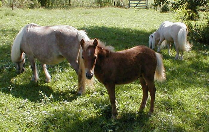 Little Horse Acres Front Yard