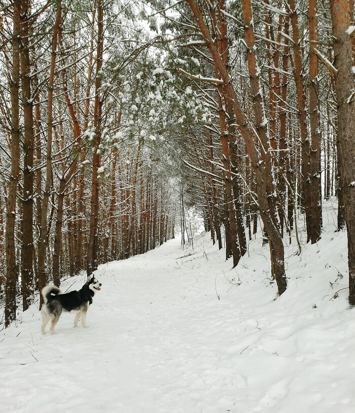 It Was Loki's Birthday And There Was A Bunch Of Snow For The First Time In A Few Years