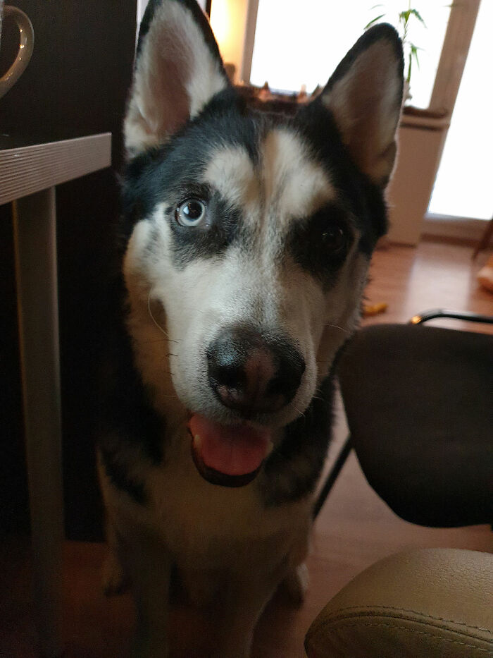 He's Currently Using His Best Puppy Eyes In Hopes Of Getting A Gummy