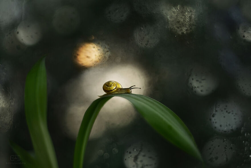I Took Macro Pictures Of Snails In Bokeh (30 Pics)