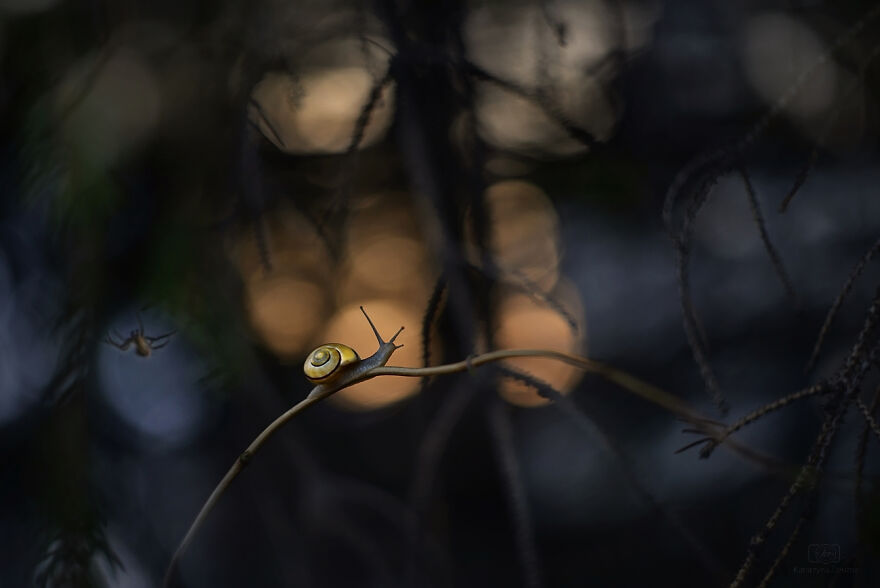 I Took Macro Pictures Of Snails In Bokeh (30 Pics)