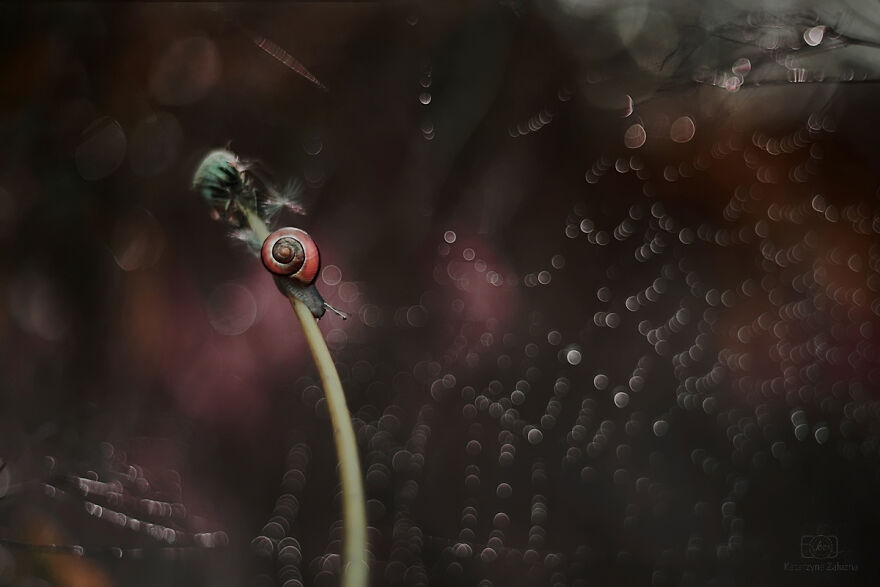 I Took Macro Pictures Of Snails In Bokeh (30 Pics)
