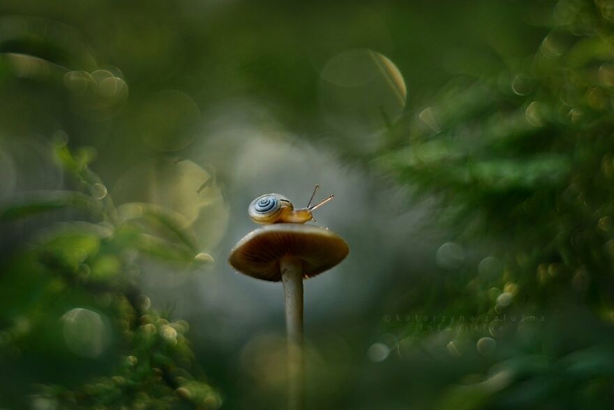 I Took Macro Pictures Of Snails In Bokeh (30 Pics)
