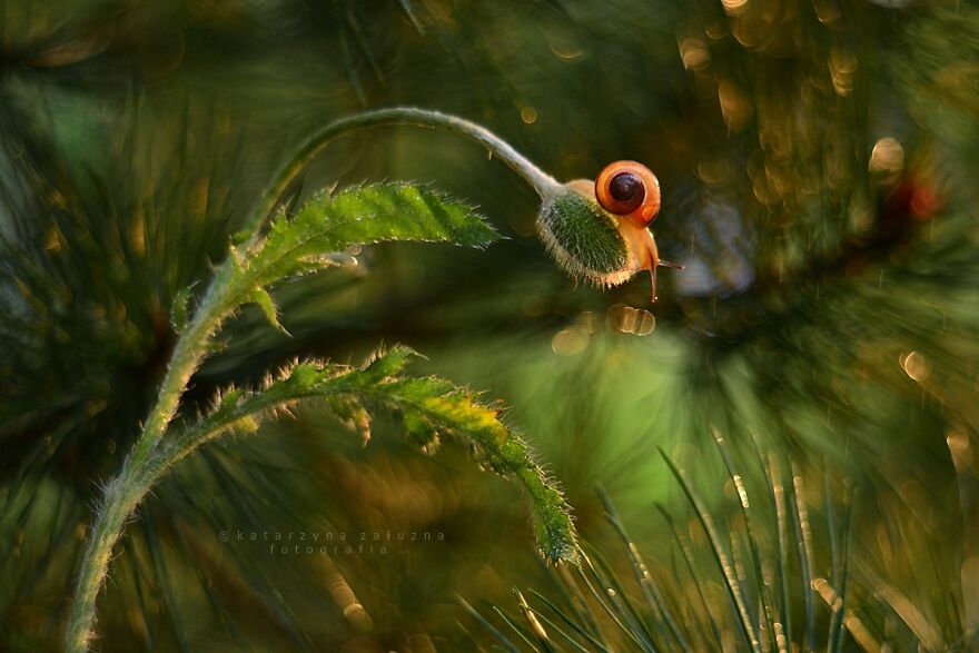 I Took Macro Pictures Of Snails In Bokeh (30 Pics)