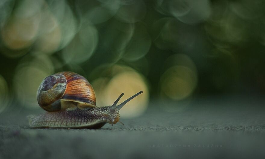 I Took Macro Pictures Of Snails In Bokeh (30 Pics)