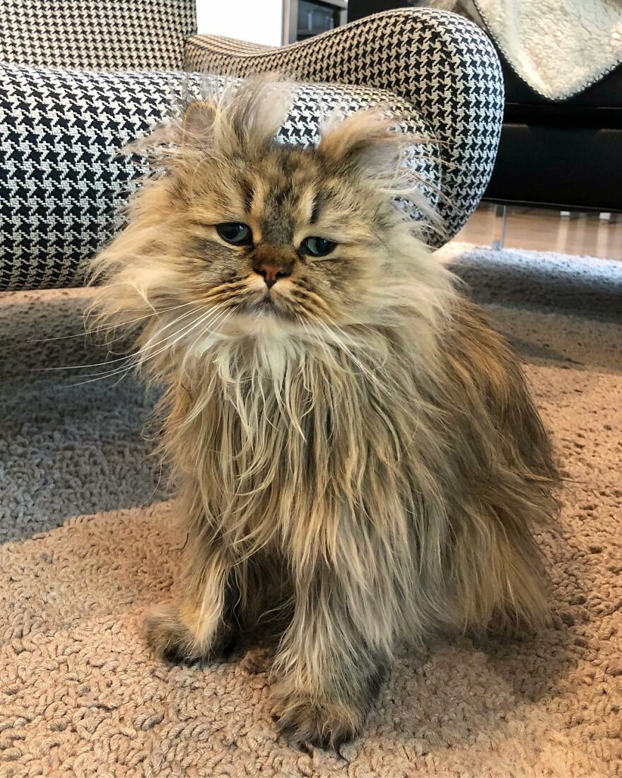 Meet Barnaby, The Cross-Eyed Persian Cat Who Is Cute But Always Seems To Be Sad