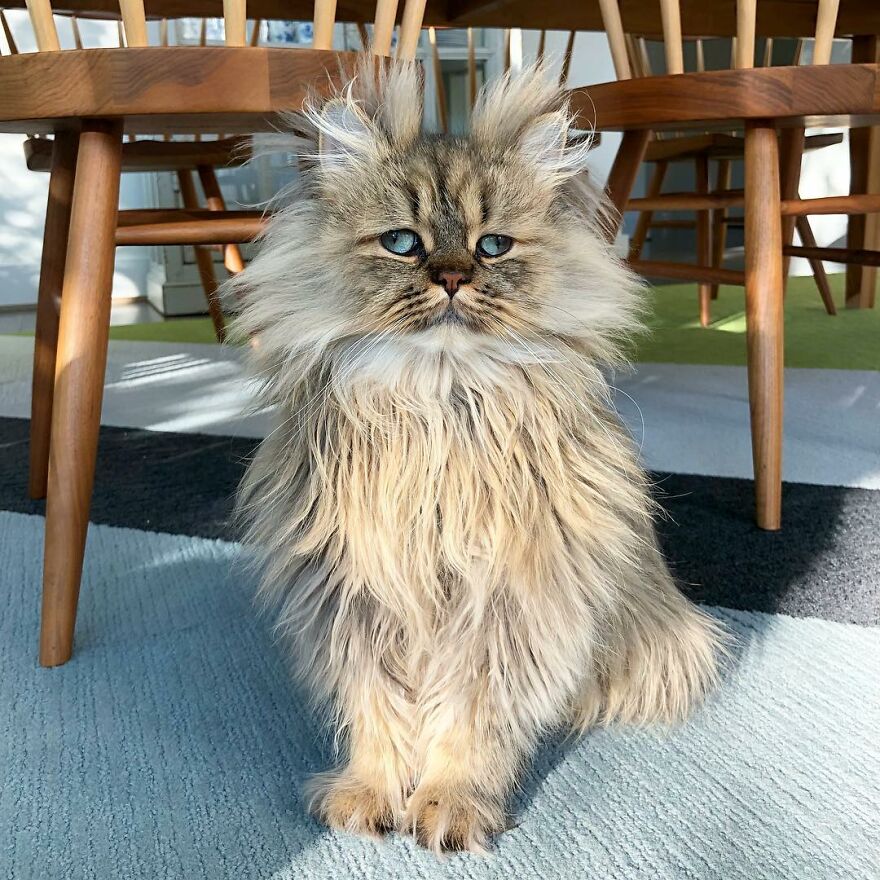 Meet Barnaby, The Cross-Eyed Persian Cat Who Is Cute But Always Seems To Be Sad