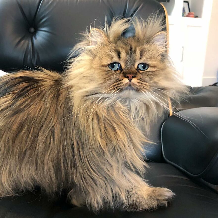 Meet Barnaby, The Cross-Eyed Persian Cat Who Is Cute But Always Seems To Be Sad