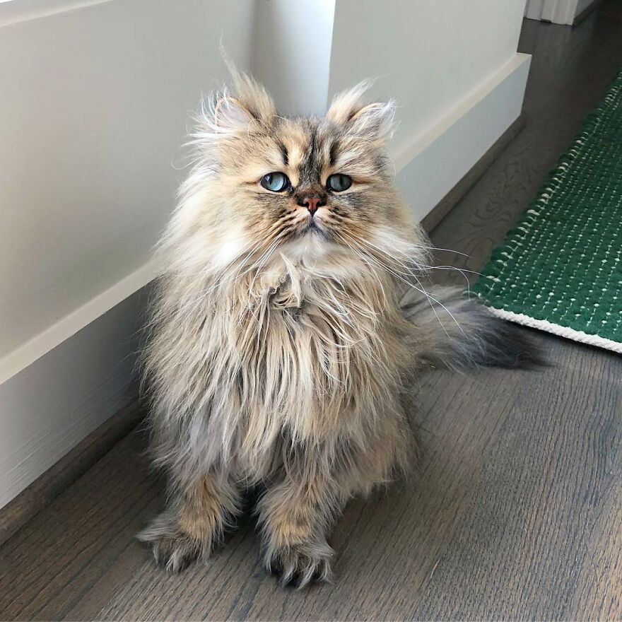 Meet Barnaby, The Cross-Eyed Persian Cat Who Is Cute But Always Seems To Be Sad
