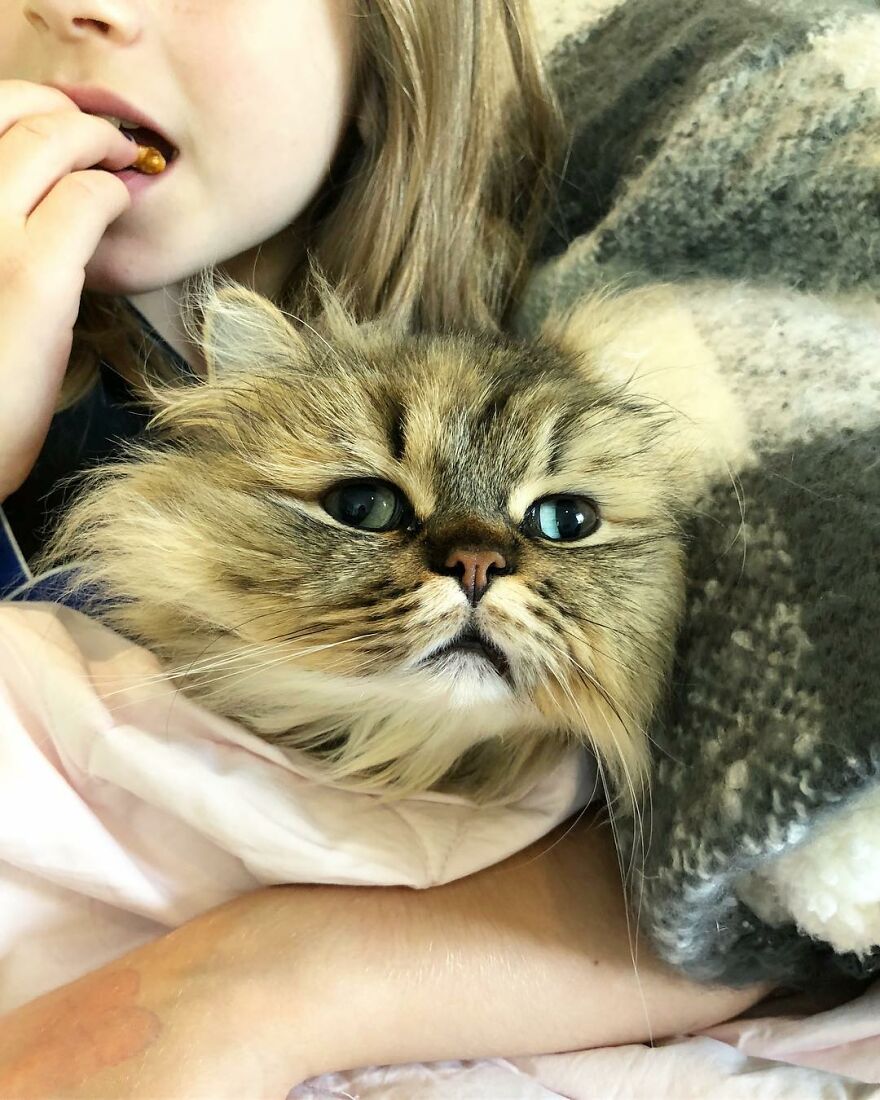 Meet Barnaby, The Cross-Eyed Persian Cat Who Is Cute But Always Seems To Be Sad
