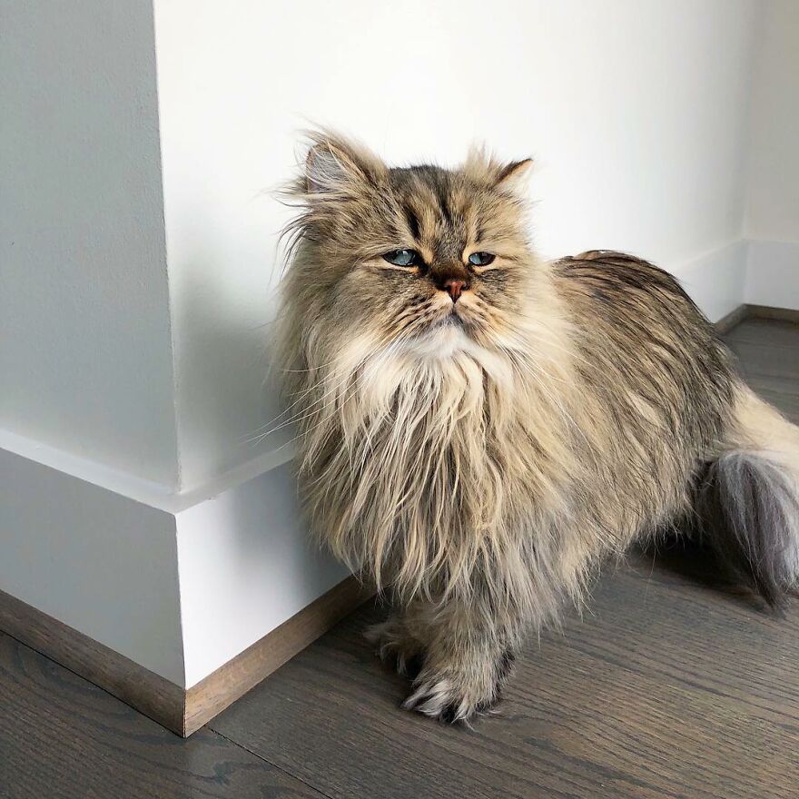 Meet Barnaby, The Cross-Eyed Persian Cat Who Is Cute But Always Seems To Be Sad
