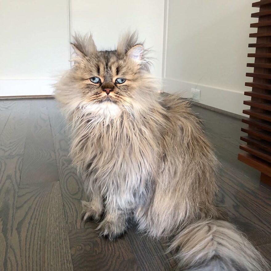 Meet Barnaby, The Cross-Eyed Persian Cat Who Is Cute But Always Seems To Be Sad