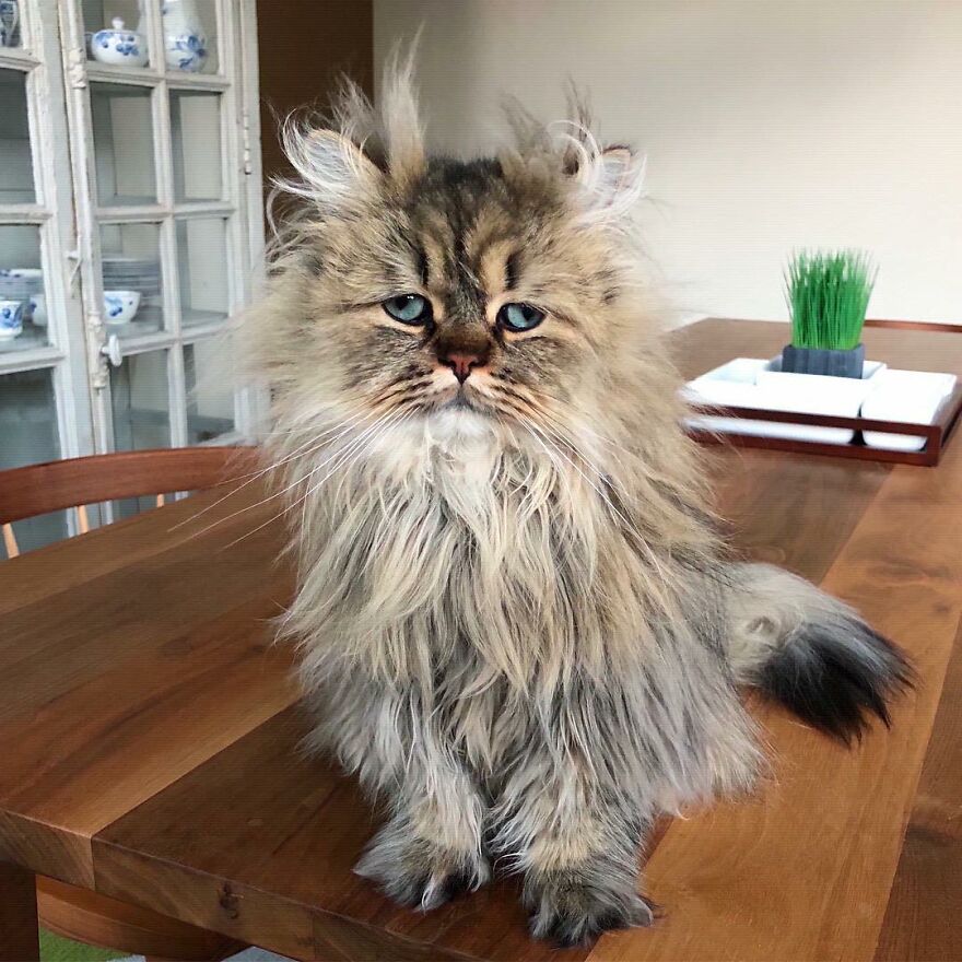 Meet Barnaby, The Cross-Eyed Persian Cat Who Is Cute But Always Seems To Be Sad